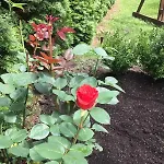 Red Stone Truskavets
