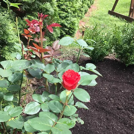 Red Stone Truskavets